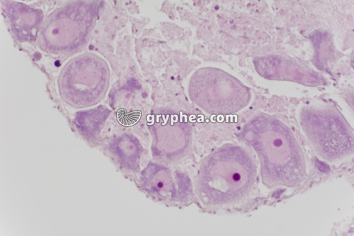 Ovaire d'Oursin x100 - gryphea.com